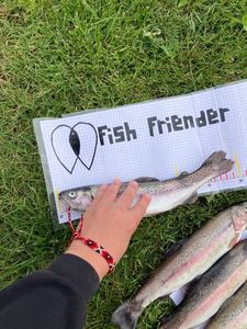 Rainbow Trout