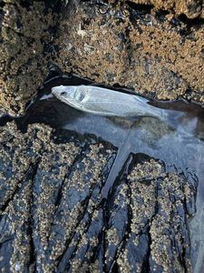 European Bass (Seabass)