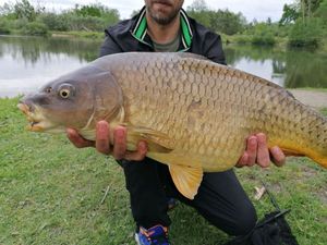 Common Carp