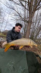 Common Carp