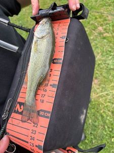 Largemouth Bass