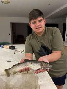 Brown Trout
