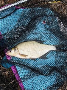 Common Bream