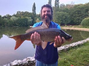 Common Carp