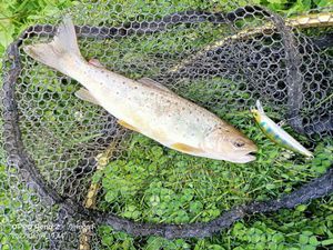 Brown Trout
