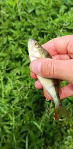 European Perch