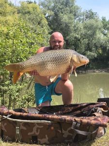 Common Carp