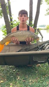 Common Carp