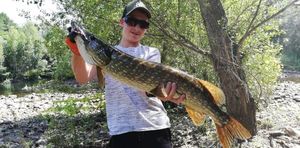 Northern Pike