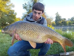 Common Carp