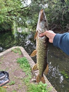Northern Pike