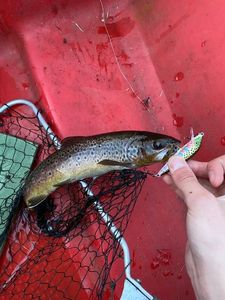 Brown Trout