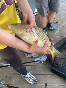 Common Carp