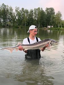 Sturgeon