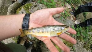 Brown Trout
