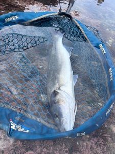 European Bass (Seabass)