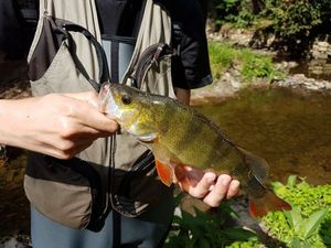 European Perch