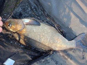 Common Bream