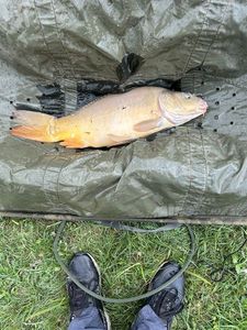 Mirror Carp