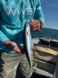 Mackerel