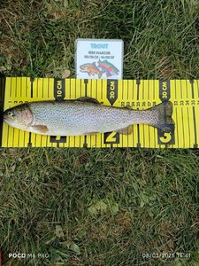 Rainbow Trout