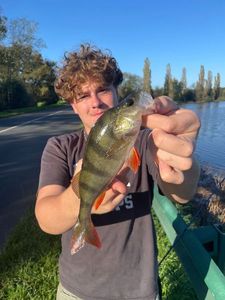 European Perch