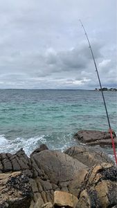 European Bass (Seabass)
