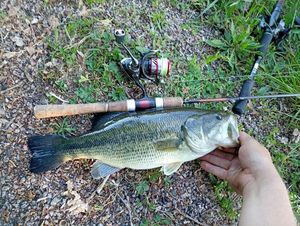 Largemouth Bass