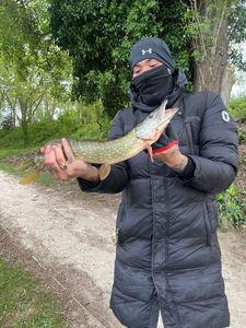 Northern Pike
