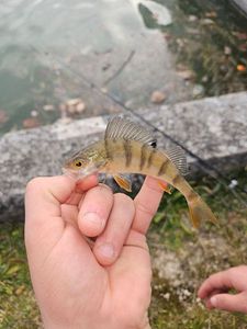 European Perch