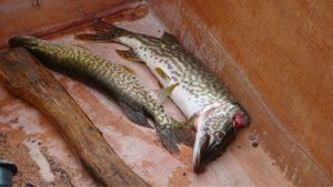 Northern Pike