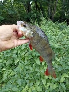 European Perch