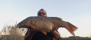 Common Carp