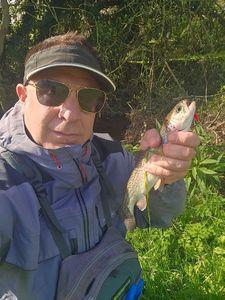 Rainbow Trout