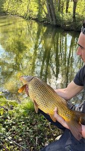 Common Carp