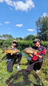 Mirror Carp