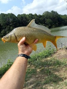Common Carp