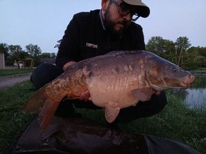 Mirror Carp
