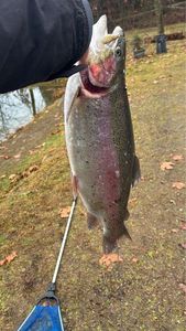Rainbow Trout