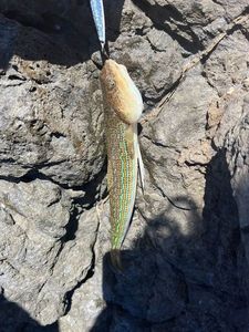 Pesce lucertola