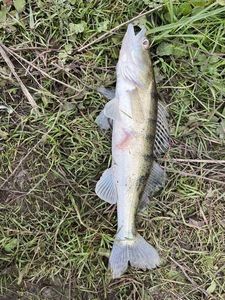 Zander