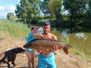 Common Carp