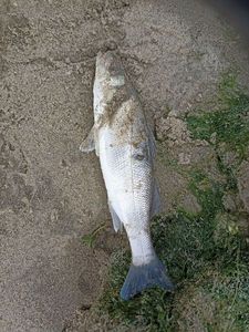 European Bass (Seabass)