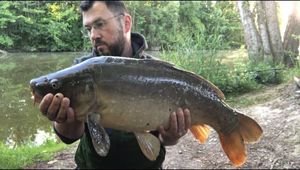 Mirror Carp