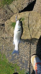European Bass (Seabass)
