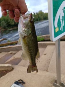 Largemouth Bass