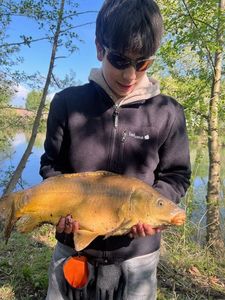 Mirror Carp