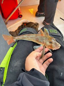 Grey Gurnard