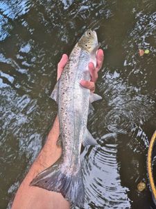 Sea Trout