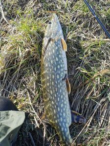 Northern Pike